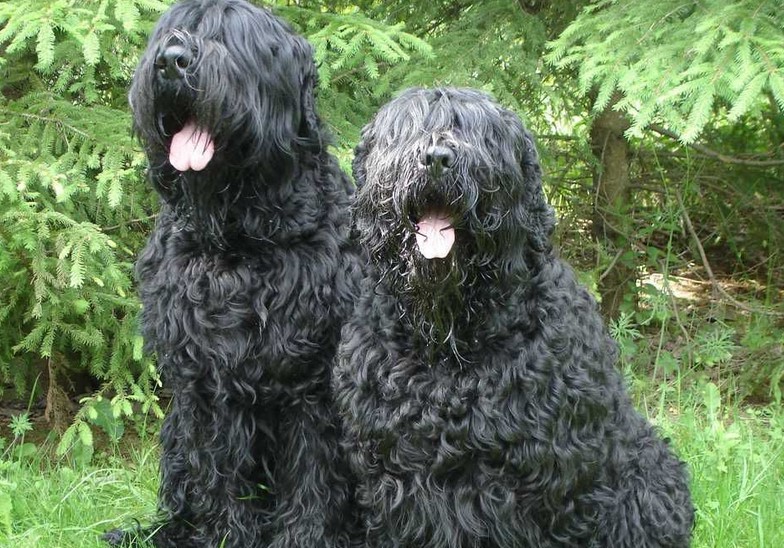 Black Russian Terrier Puppies