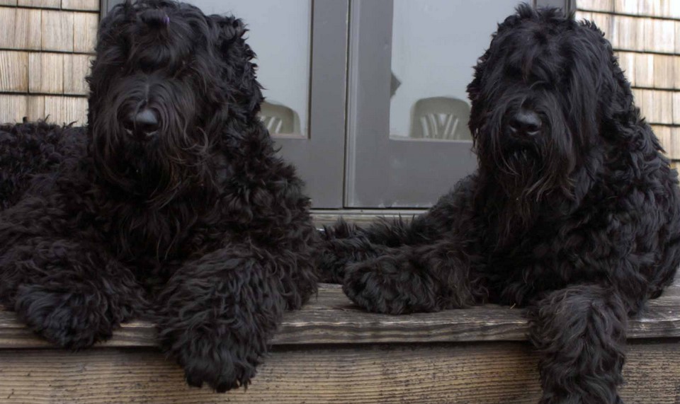 Black Russian Terrier Size