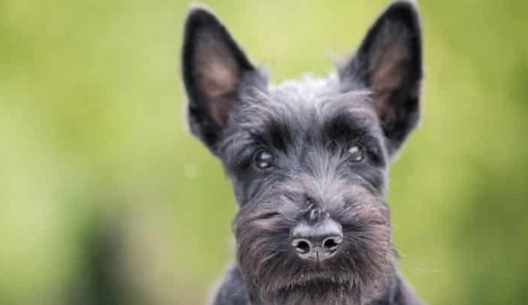 Black Scottish Terrier