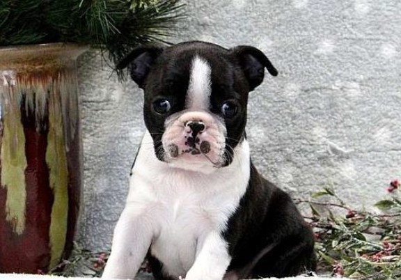 Blue Boston Terrier Puppies For Sale