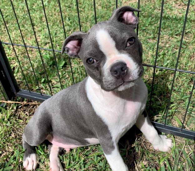 Blue Boston Terrier Puppies