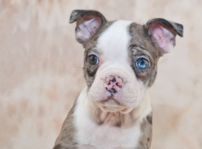 Blue Boston Terrier