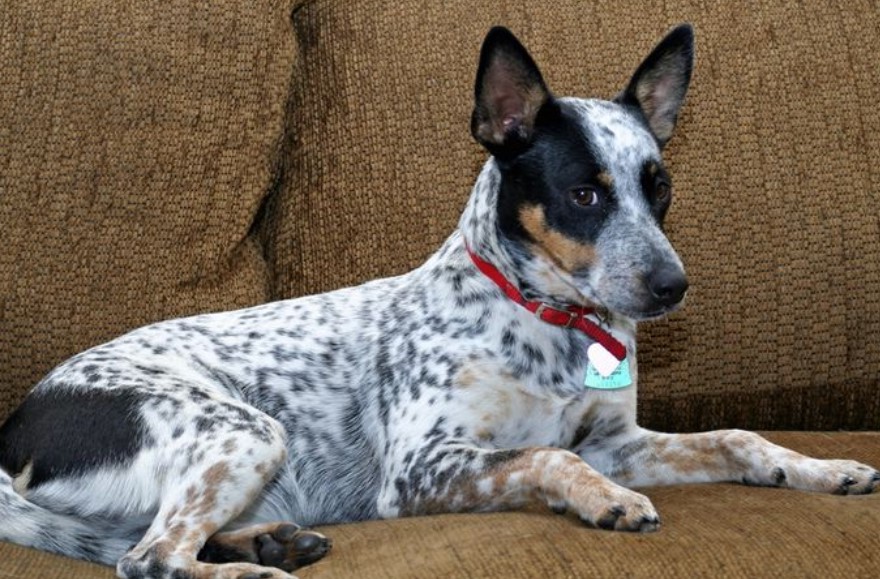 Blue Heeler Rat Terrier Mix