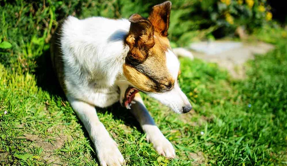 Blue Heeler Terrier Mix