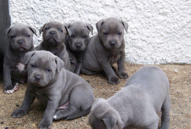 Blue Staffordshire Bull Terrier