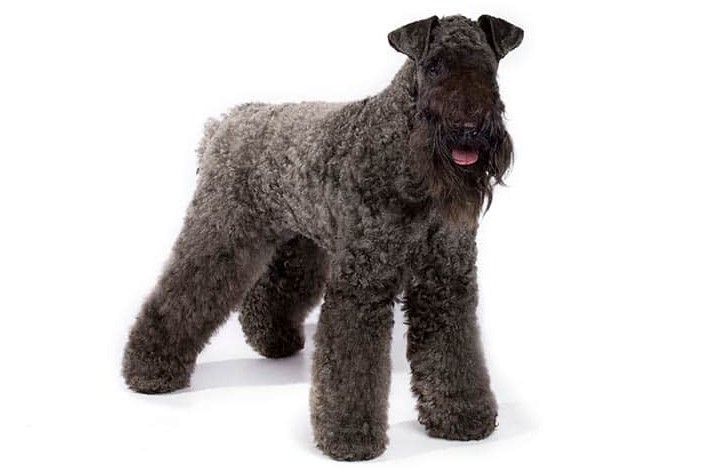 Blue Terrier