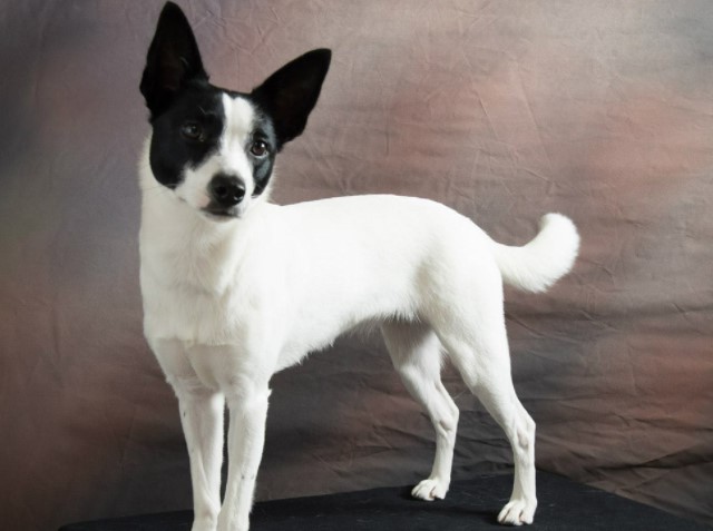 Border Collie Rat Terrier Mix