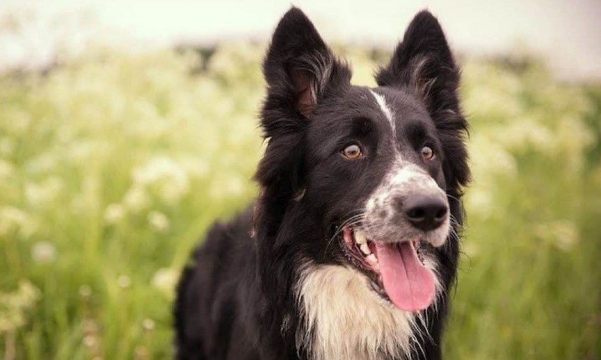 Border Collie Terrier Mix