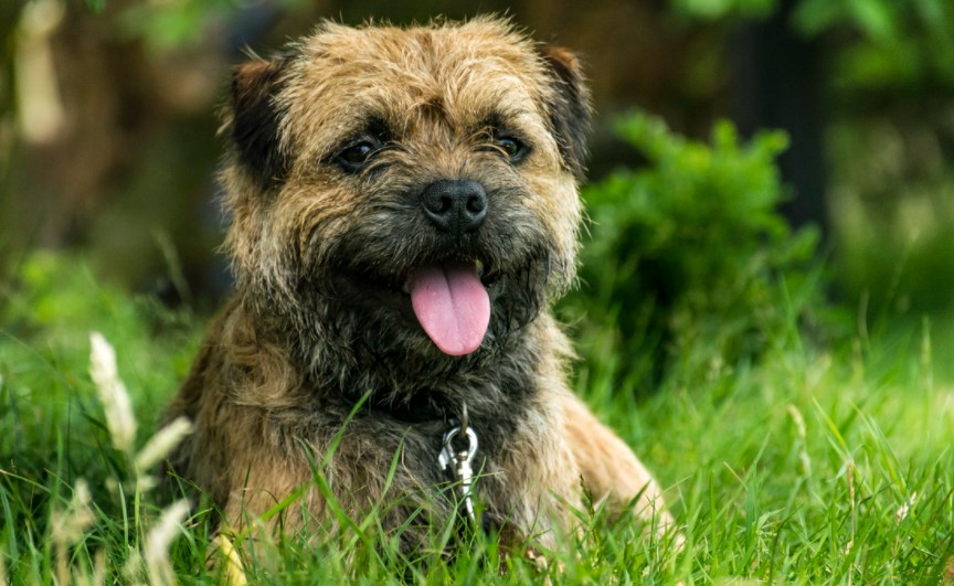 Border Terrier Breeders Near Me