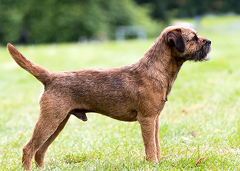 Border Terrier Breeders