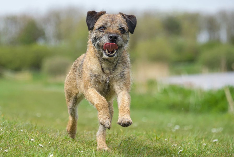 Border Terrier Chihuahua Mix