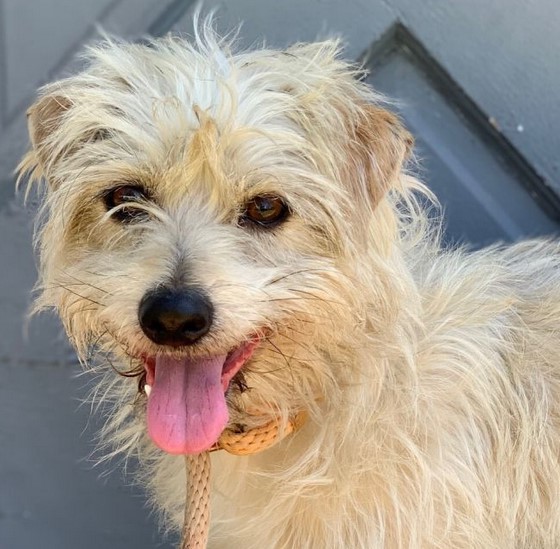 Border Terrier Mix