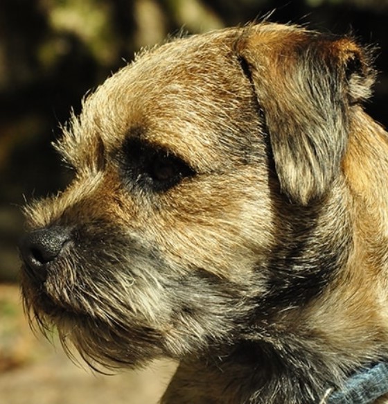 Border Terrier Rescue