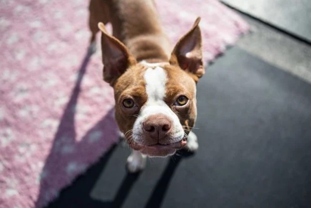 Boston Terrier And Chihuahua Mix