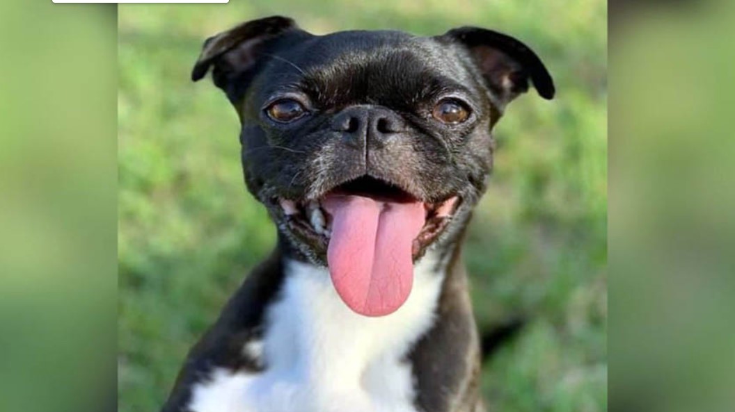 Boston Terrier And Pug Mix