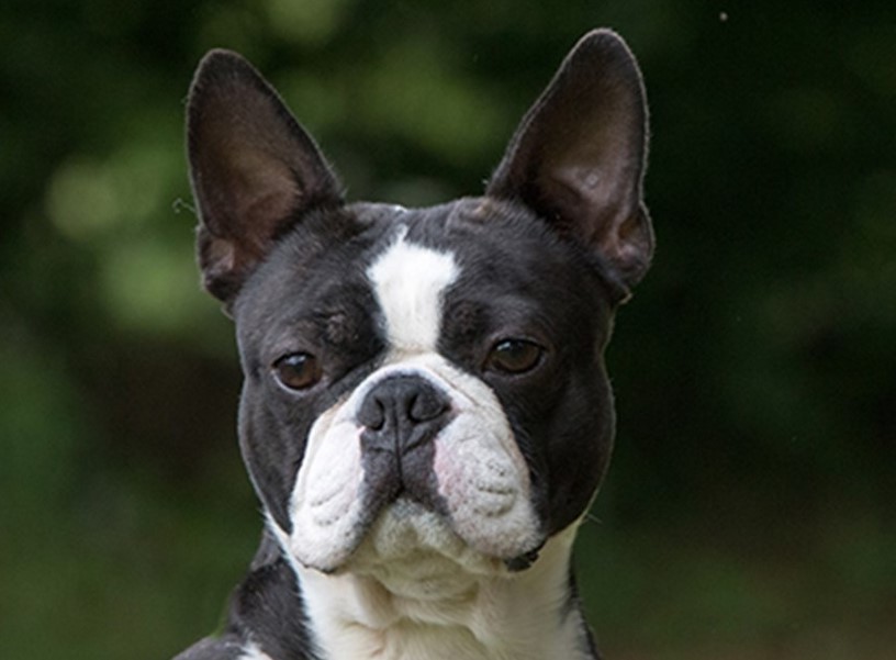 Boston Terrier Breeders