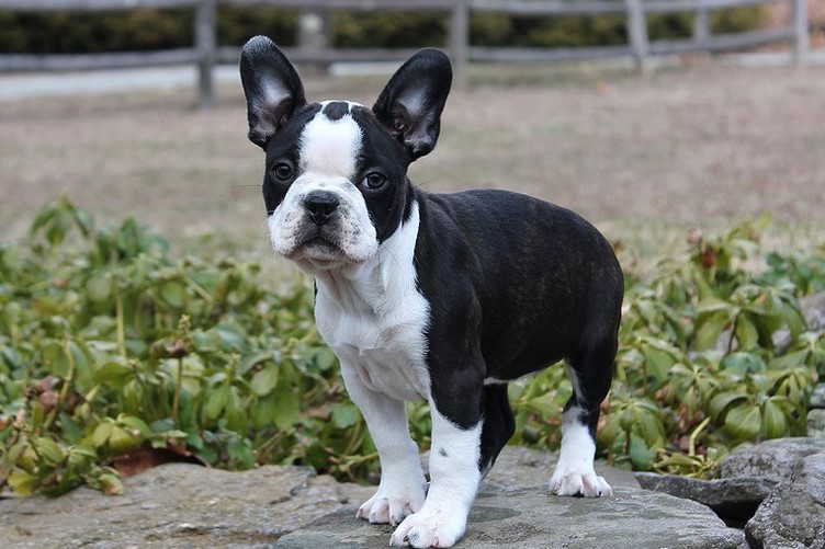 Boston Terrier Bulldog Mix