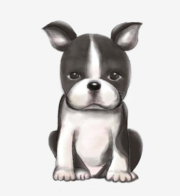 Boston Terrier Cartoon