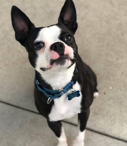 Boston Terrier Chihuahua Mix