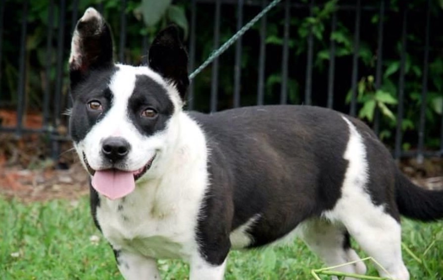 Boston Terrier Corgi Mix