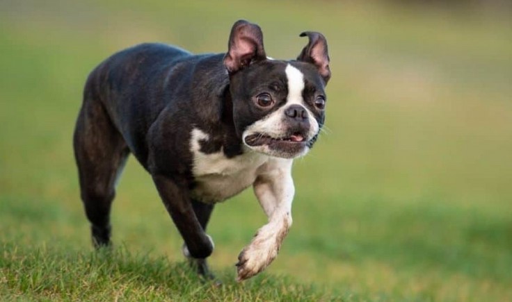 Boston Terrier Cost