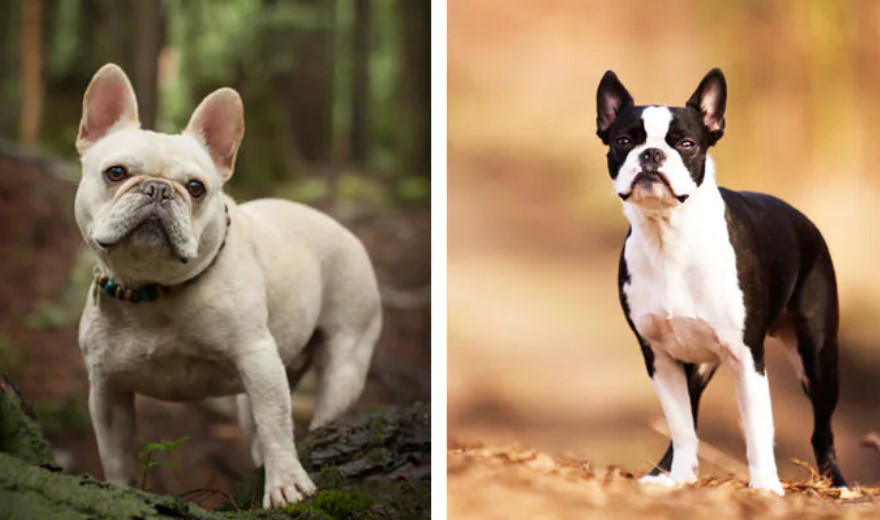 Boston Terrier French Bulldog