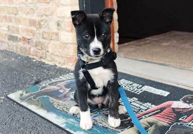 Boston Terrier Husky Mix