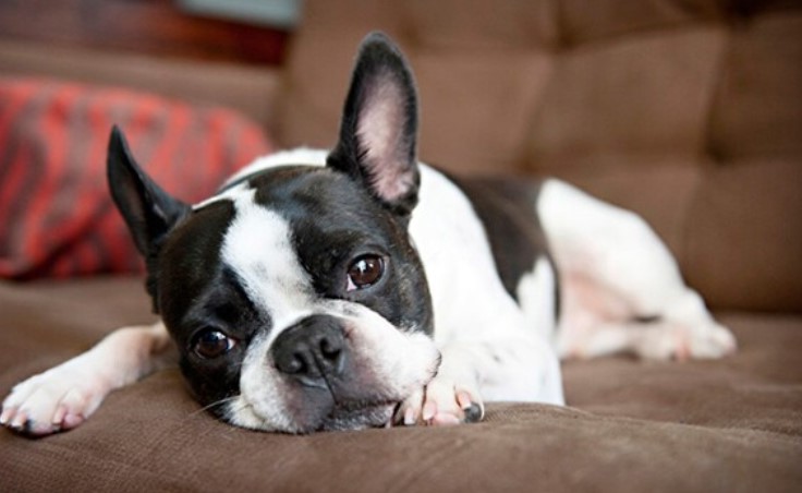 Boston Terrier Images