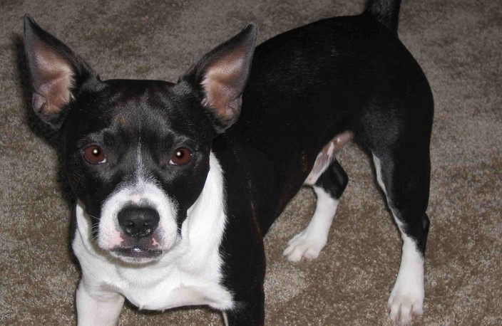 Boston Terrier Jack Russell Mix