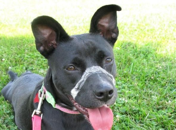 Boston Terrier Lab Mix