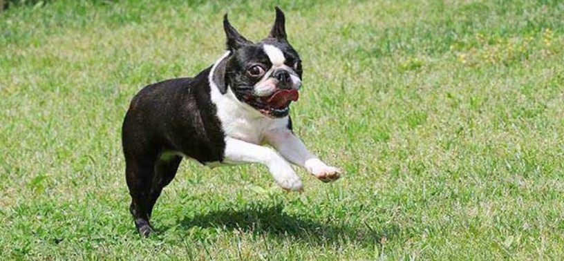 Boston Terrier Life Expectancy