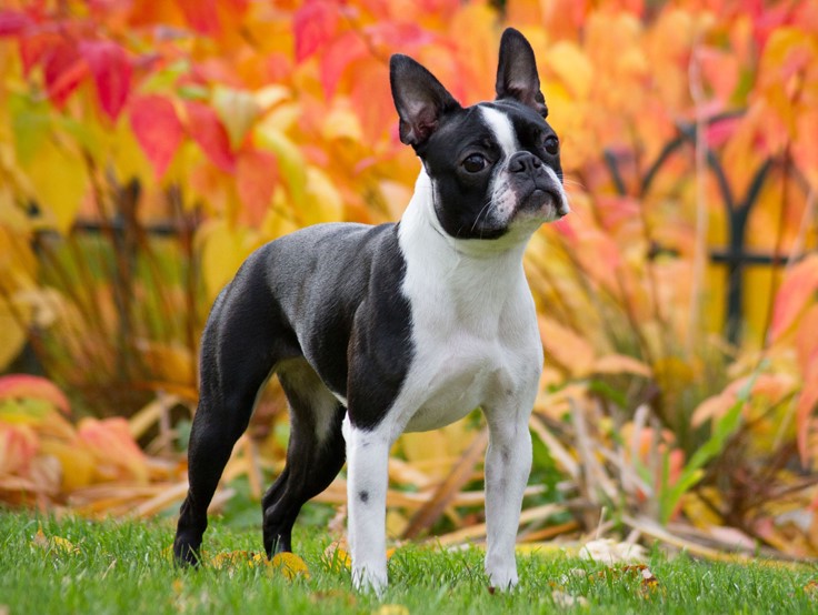 Boston Terrier Life Span