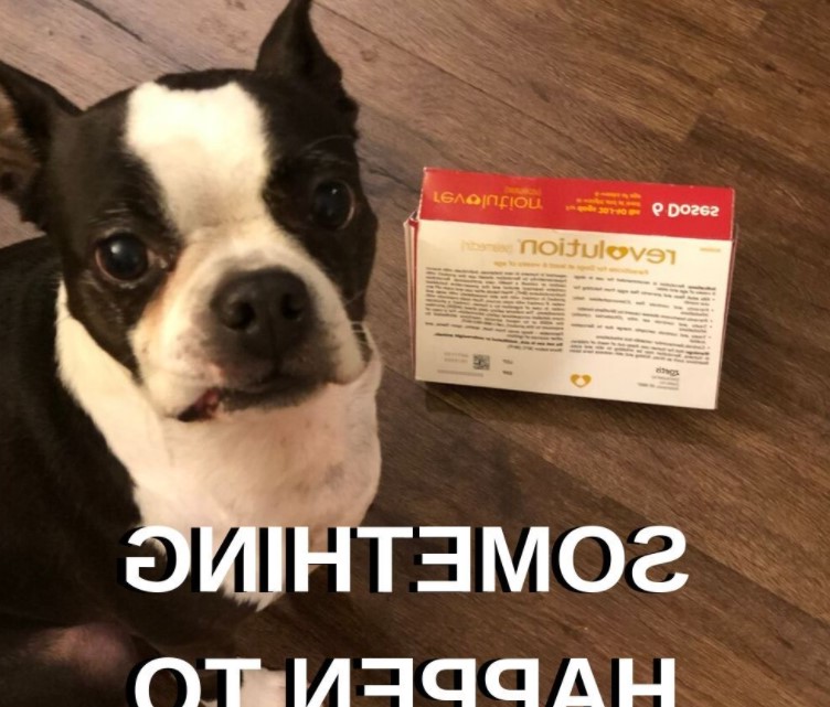 Boston Terrier Meme