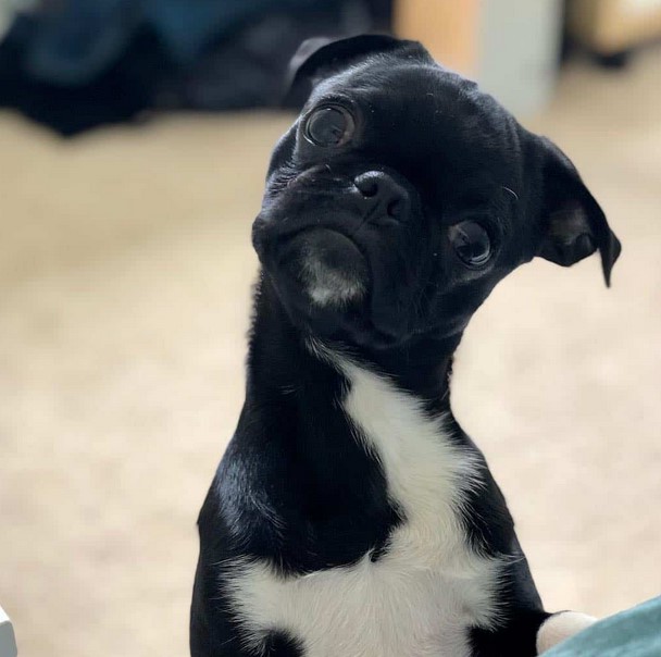 Boston Terrier Mix