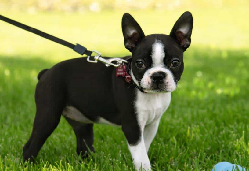 Boston Terrier Price