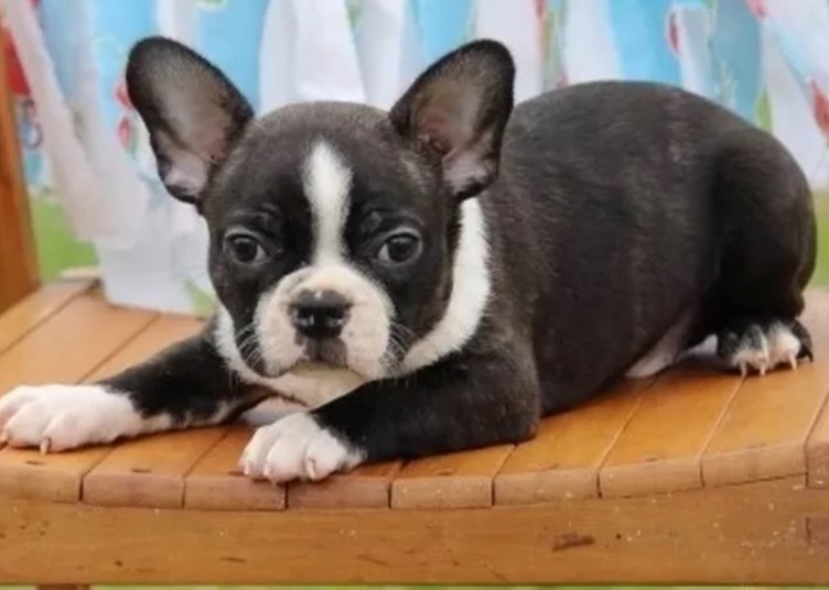 Boston Terrier Puppies For Sale In Florida