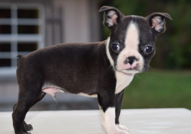 Boston Terrier Puppies For Sale In Ohio