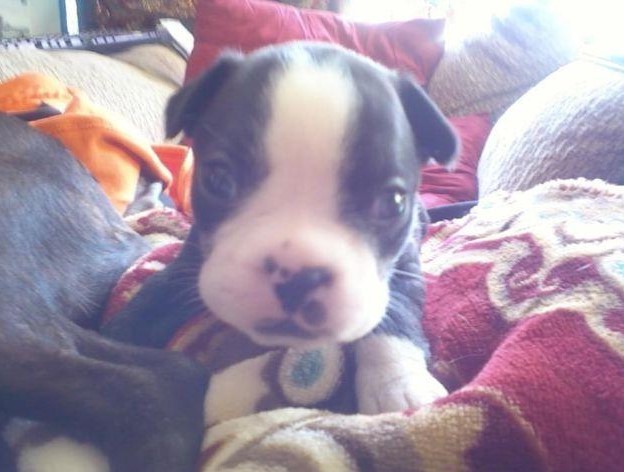 Boston Terrier Puppies For Sale In PA