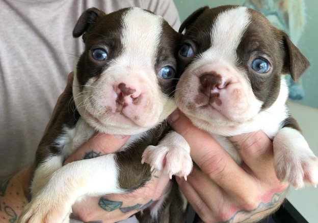 Boston Terrier Puppies For Sale Under $500 Near Me