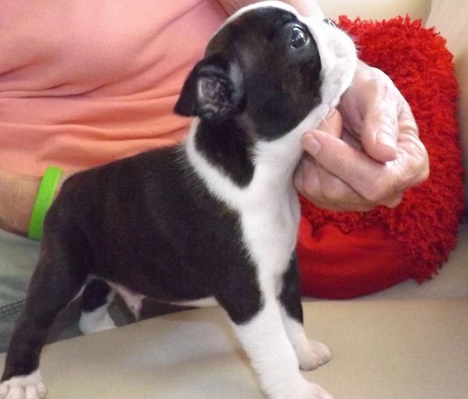 Boston Terrier Puppies For Sale Under $500