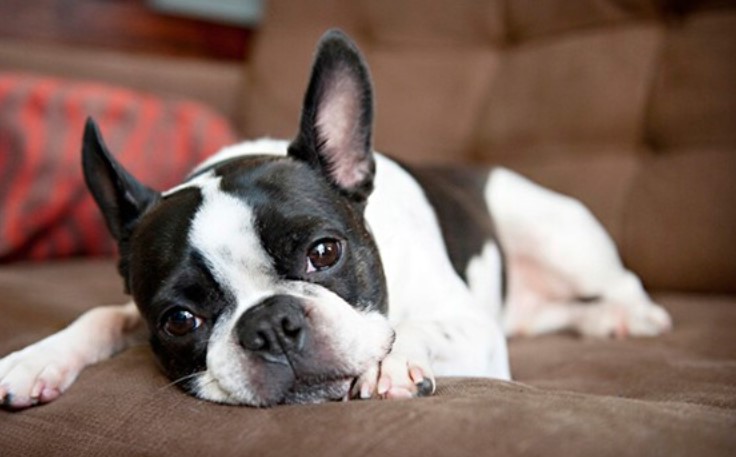 Boston Terrier Shedding