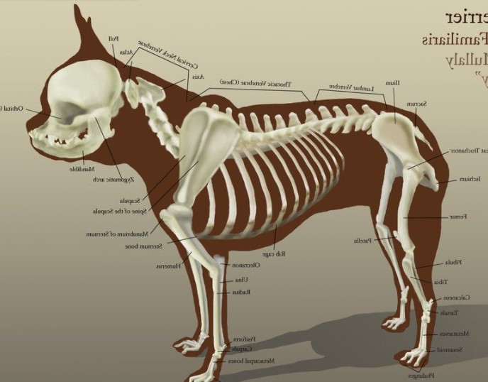 Boston Terrier Skull