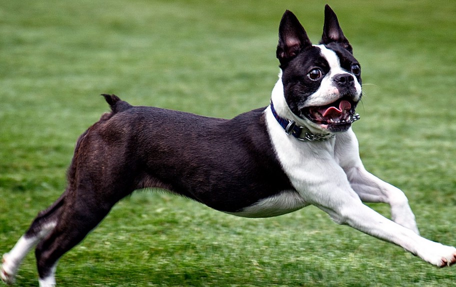 Boston Terrier Tail