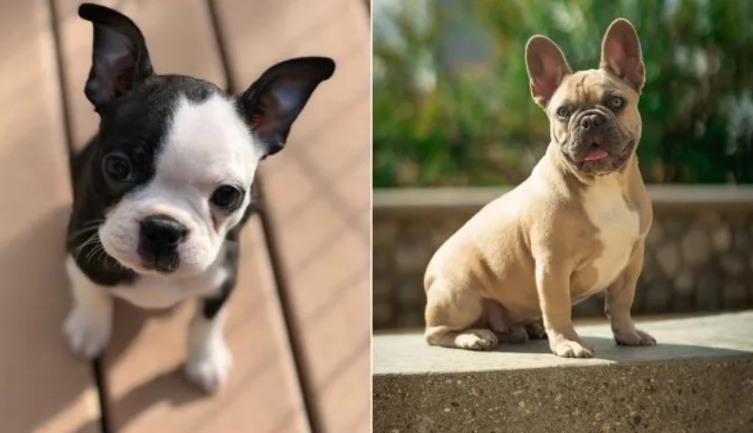 Boston Terrier Vs French Bulldog