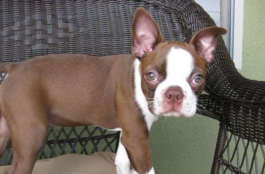 Brown Boston Terrier