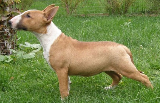 Bull Terrier Breeders