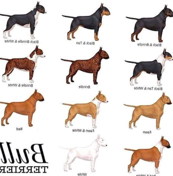 Bull Terrier Colors