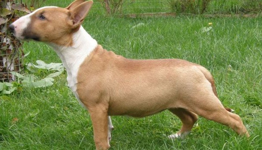 Bull Terrier For Sale