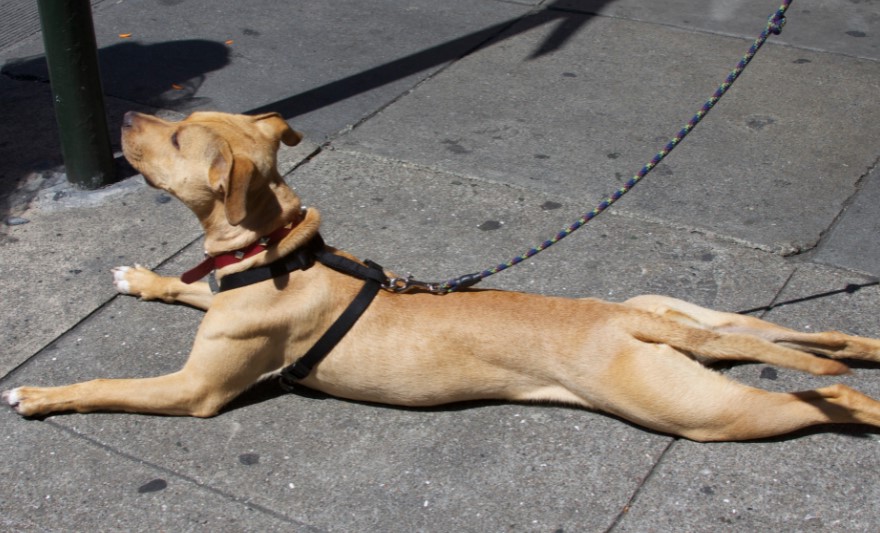 Bull Terrier Lab Mix