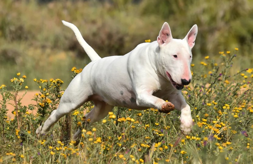 Bull Terrier Life Span